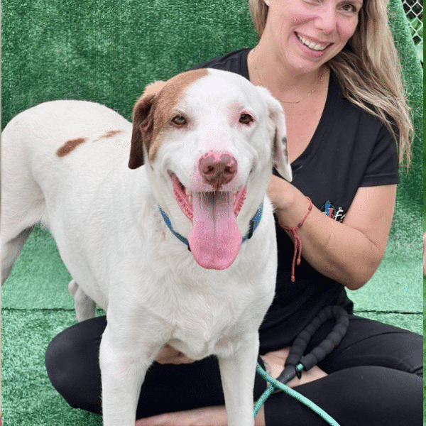 This is Roy: A 6 yr old, 72 lbs mixed breed. He's Brown and mostly white, always smiling, shown here with a woman who looks to be his caretaker, perhaps at the shelter or in Foster.